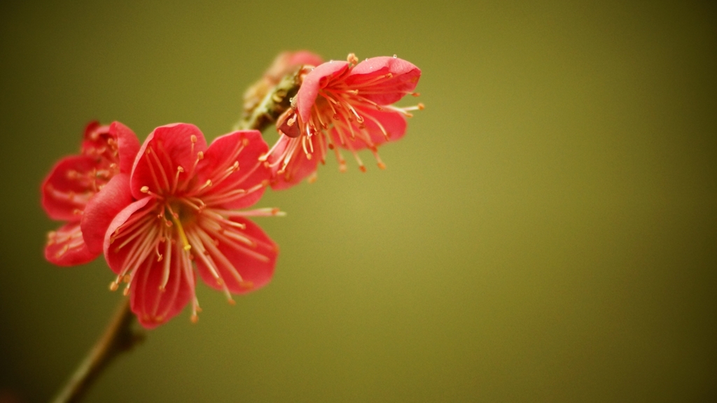 紅梅