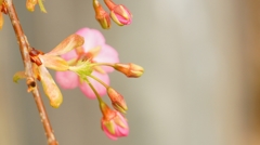 河津桜　一条戻り橋　２