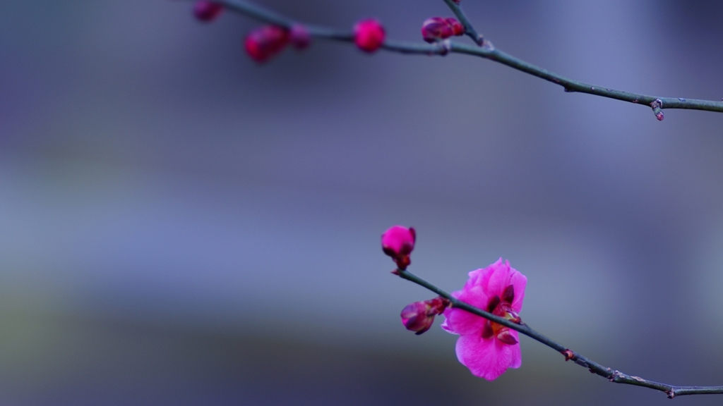 北野天満宮　紅梅　２