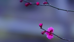 北野天満宮　紅梅　２