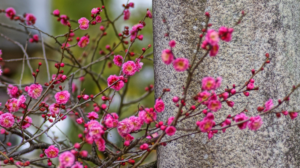 紅梅　北野天満宮