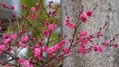 紅梅　北野天満宮