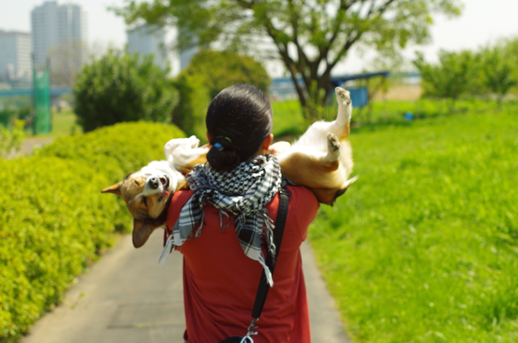 愛犬散歩