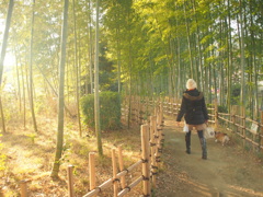 竹林をゆく