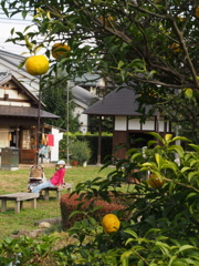 ゆずのかおりから
