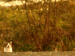 猫はみていた