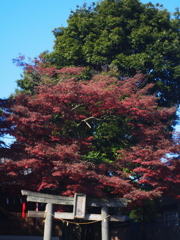 輪