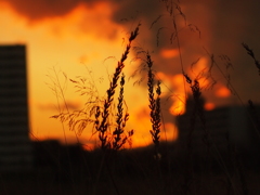 大晦日の夕焼け