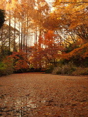 裏紅葉