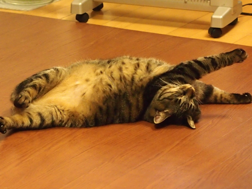 ドリフのコント