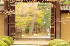 残る桜も　散る桜