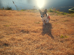 多摩川大好き犬