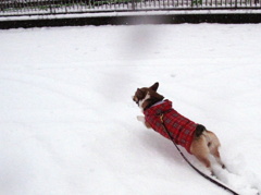 初めての雪