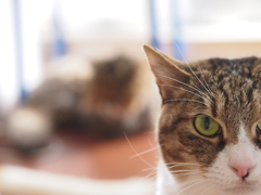 と普通の猫