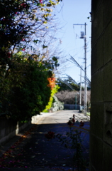 こっちへおいでと・・・