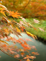 晩秋