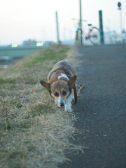 とぼとぼ歩く