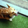 春眠暁を覚えず