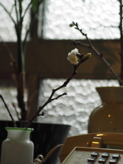 ひっそりと開花。