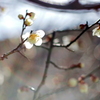 四分咲きの梅