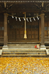 八幡様散歩（雨）