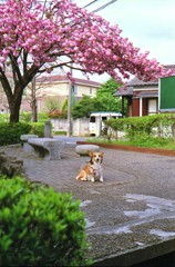 桜？　どうでもいいんですけど・・・。