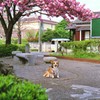 桜？　どうでもいいんですけど・・・。