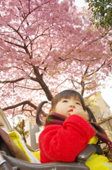 今年も桜がやってきた