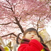 今年も桜がやってきた