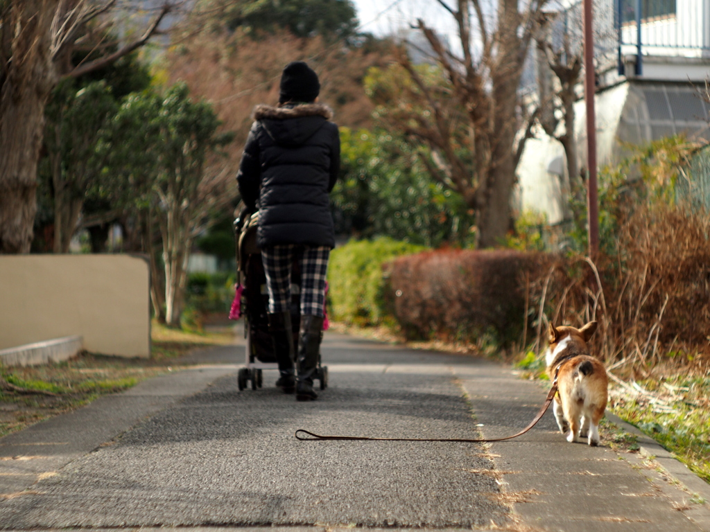 冬の散歩道