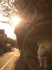 春されば　まづ咲くやどの　梅の花　独り見つつや　春日暮らさむ