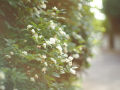 G.zuiko 40mm f1.4