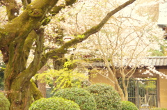 散る桜