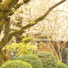 散る桜