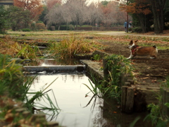 世田谷田園風景