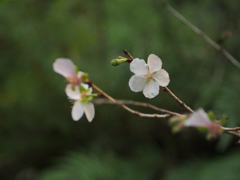 鎌倉の実家にて　～冬桜、そろそろ一年～