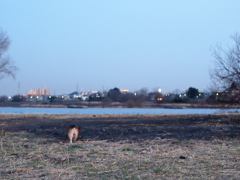 荒野をゆく
