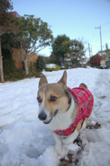 雪道サクサク