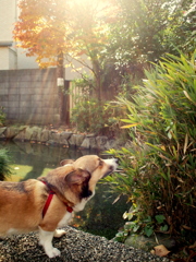 秋の香り