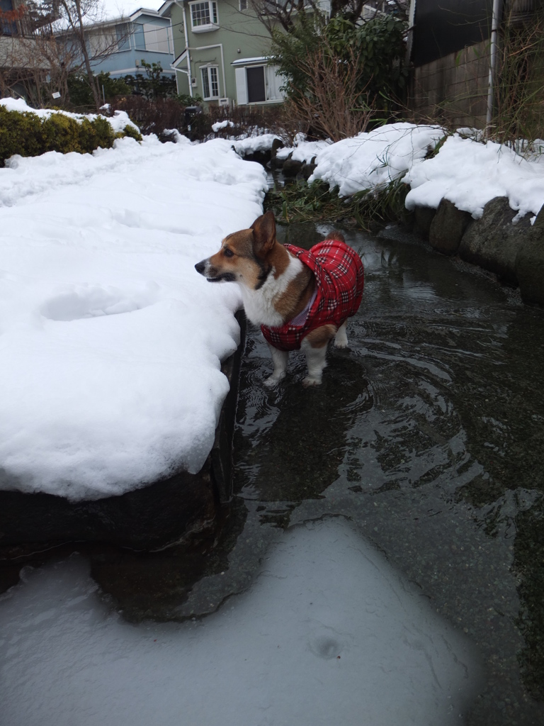 雪を避けて