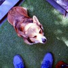 笑う犬　　