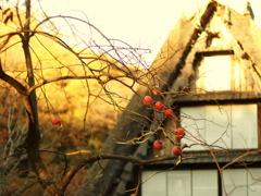 磯野カツオホイホイ