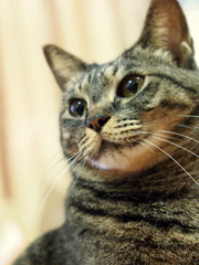 猫口