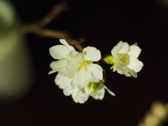 さらに花ひらく