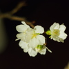 さらに花ひらく