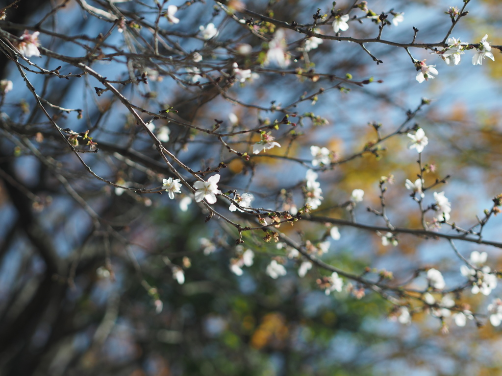 冬の桜　母を偲んで