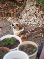 呼んだ？