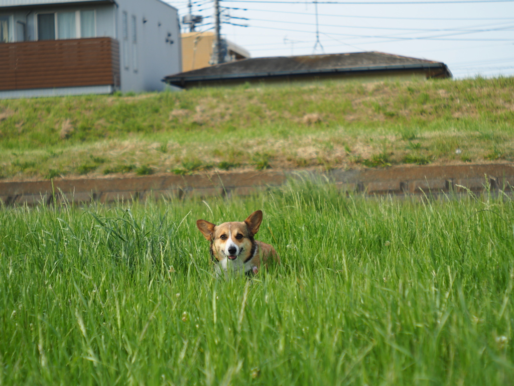 草原