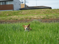 草原