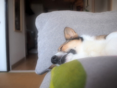 お休みサンちゃん